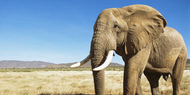 Elefant trampelt Wilderer in Südafrika zu Tode