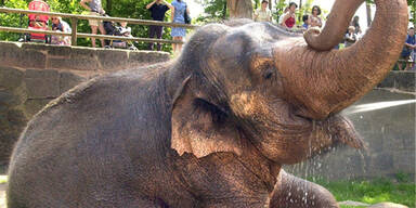 Elefanten-Dame mit Hebekran gerettet