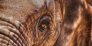Elefant, Auge - Unsere Tiere - Tierschutz-CH - Wilderer - Sendung 21042019