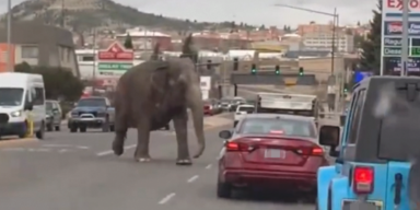 Elefant bricht aus Zirkus aus und sorgt für Verkehrs-Chaos