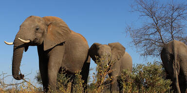 Botswana startet Jagd-Saison auf Elefanten