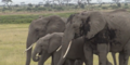 Dritter Elefant in Tansania binnen sechs Monaten getötet