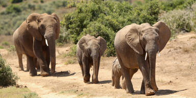 Neue Studie: Elefanten grüßen sich untereinander