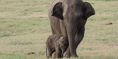 Elefantenmutter mit Jungtier