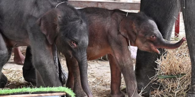 Seltene Elefantenzwillinge in Thailand geboren