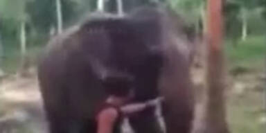 Elefant schlägt Touristen nieder