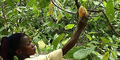 Elfenbeinküste Kakaoproduzent Nummer eins