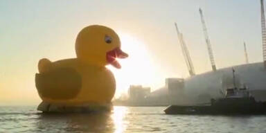 Riesen-Quietschente schwimmt auf der Themse