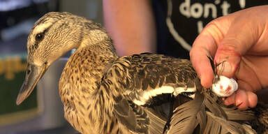 Tierquäler schnitt Ente Beine ab: 2.000 Euro Ergreiferprämie