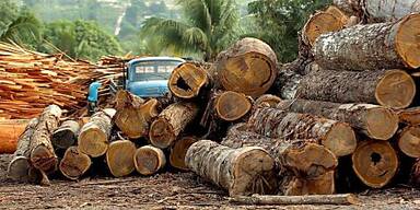 Entwaldung soll bis 2020 gestoppt werden