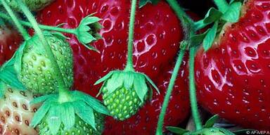 Erdbeeren sind so genannte 'Mittelstarkzehrer'
