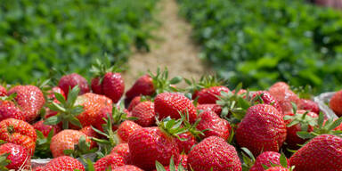 Erdbeeren: Mehrzahl Pestizid-belastet
