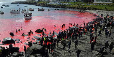 52 Wale auf den Färöer in Bucht getrieben und getötet