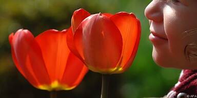 Für eine Tulpenpracht ist einiges zu beachten