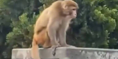 Freilaufender Affe sorgt in Istanbul für Aufregung