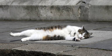 "First Cat" Larry darf in Downing Street bleiben
