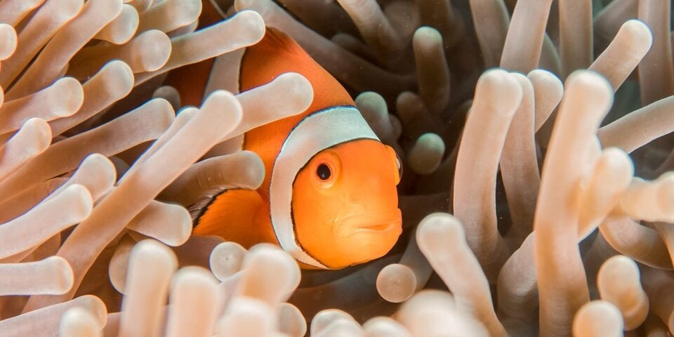 Bei einer Schnorchelsafari entdeckt man die bunte Unterwasserwelt.