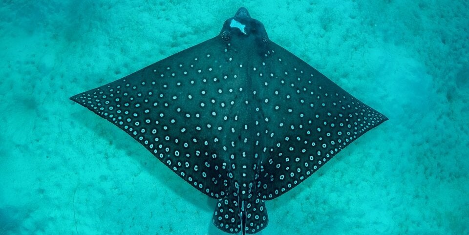 Tierische Begegnungen während einer Schnorchelsafari beim Ozen Life Maadhoo.