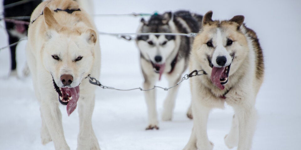 Huskys Hunde