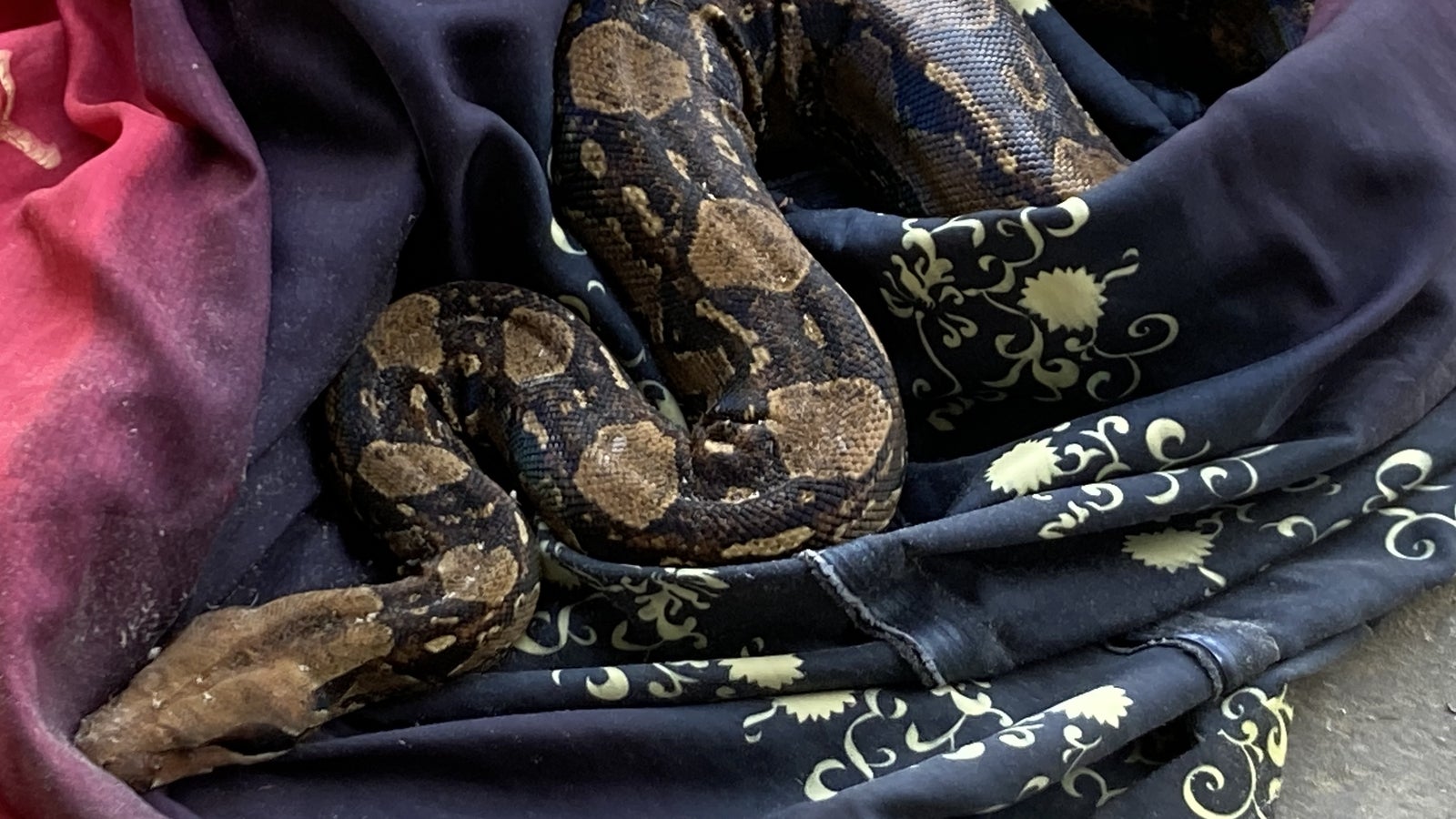 1,6 Meter lange Netz-Python auf Mülldeponie ausgesetzt - oe24.at