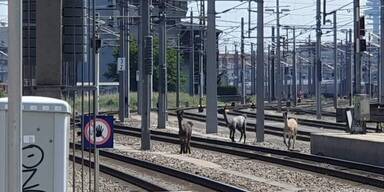 Ausgebüxte Lamas legen Zugverkehr in Wien lahm