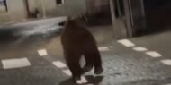 Hier spaziert ein Bär durch ein italienisches Dorf