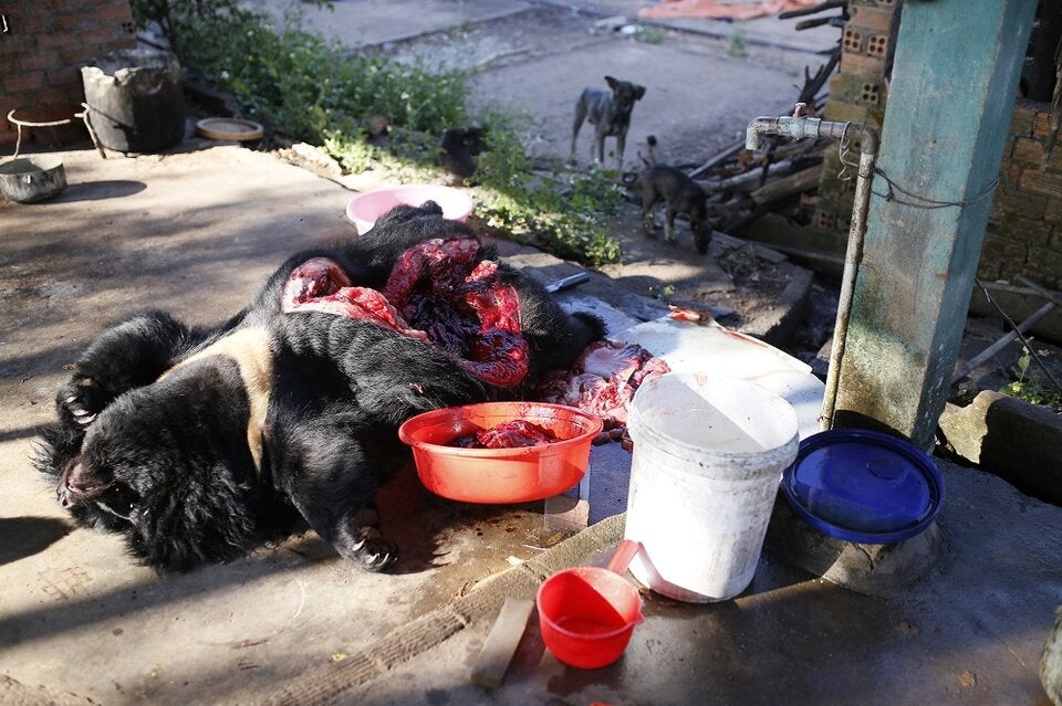 Bär tot, Galle-Bär, Ausbeutung - Tierschutz-CH - Vier Pfoten