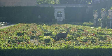 Hier irrt eine Gams durch den Mirabellgarten