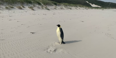 Antarktis-Pinguin strandet in Australien: 1.200 km fern der Heimat