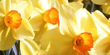 Gelbe Blumen sorgen für einen Hauch von Frühling