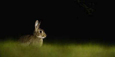 Hase auf Fahrbahn