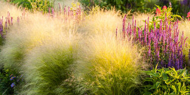 Stars im Garten: So pflegen Sie Gras richtig