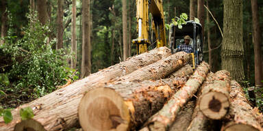Amstetten: Landwirt von gefälltem Baum überrollt - tot