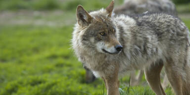 Wolf wütete im Wienerwald