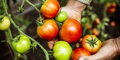 Ohne Garten oder Balkon: Gemüsegarten zieht ins Wohnzimmer