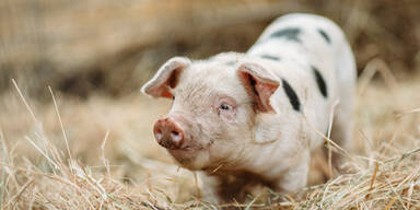 Schwein entkam bei Auslieferung zum Schlachthof