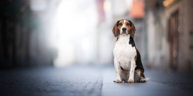 Türkei will nicht vermittelbare Straßenhunde einschläfern