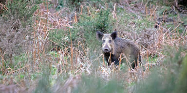 Wildschwein-Schweinepest