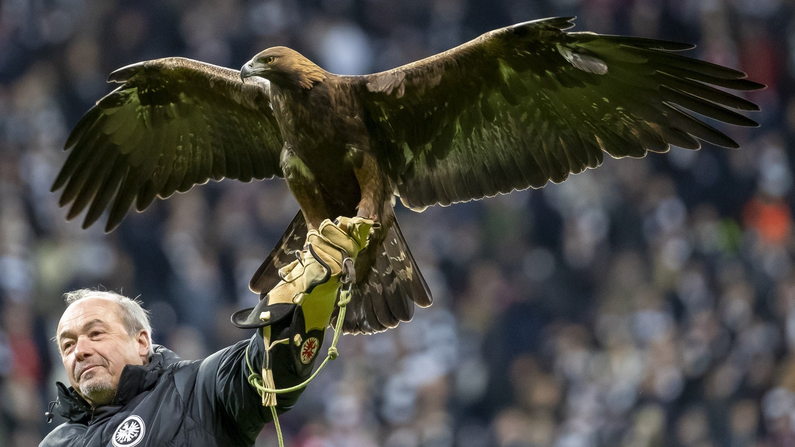 Eintracht-Adler soll Stadionverbot erhalten - sport24.at