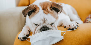Corona-Alarm um Haustiere: Braucht's jetzt Masken für Hunde?