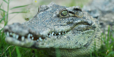 Krokodil packt Bub am Kopf und zieht ihn unter Wasser