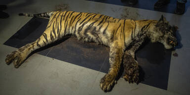 Seltener Sumatra-Tiger durch Tierfalle getötet