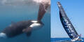 Ocean Race Orca-Angriff Schwertwal