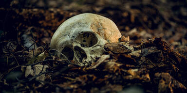 Skelett-Schädel am Waldboden