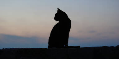 Fünf Jahre vermisst: Katze auf Bohrinsel entdeckt