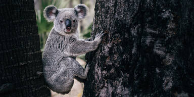 Jeder zweite Koala leidet unter mysteriöser Geschlechtskrankheit