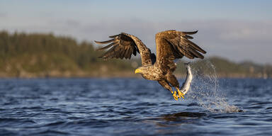 Seeadler