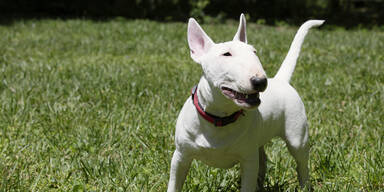 Bullterrier