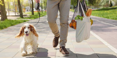 Hunde spaziergang