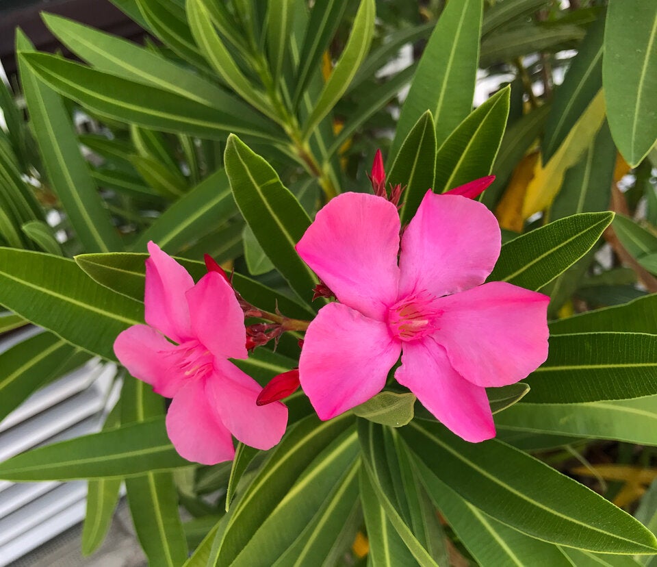 Der Oleander enthält Stoffe, die für Kinder und auch Tiere durchaus nicht bekömmlich sind.